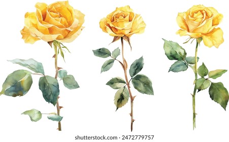 Conjunto de hermosas flores de rosas amarillas acuarela aislado sobre fondo blanco. Ilustración vectorial