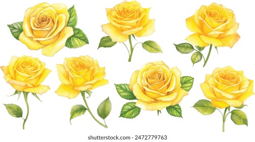 Set of beautiful yellow rose flowers watercolor isolated on white background. Vector illustration