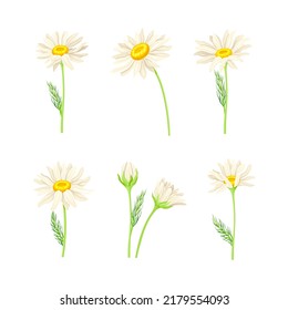 Set of beauty chamomile daisy flowers with leaves. Healing herb for herbal tea, natural cosmetics, aromatherapy, homeopathy design vector illustration