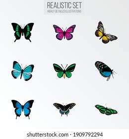 Set of beauty realistic symbols with beauty fly, polyommatus icarus, butterfly and other icons for your web mobile app logo design.