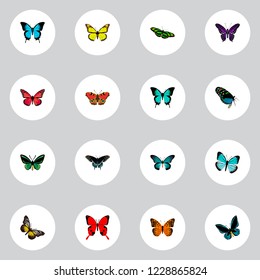 Set of beauty realistic symbols with lexias, striped purple crow, archippus and other icons for your web mobile app logo design.
