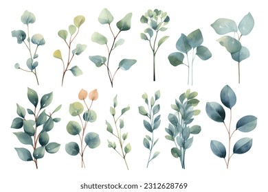 Set of beauty watercolor vector branches of eucalyptus