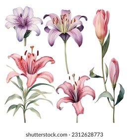 Set of beauty watercolor vector lilies