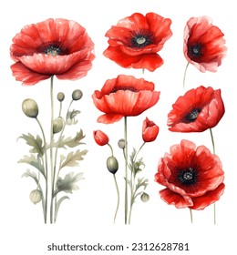 Set of beauty watercolor vector red poppies
