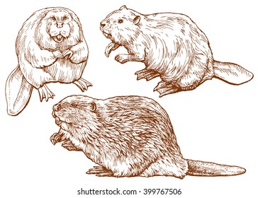 Set of beavers - hand drawn vector illustration, isolated on white