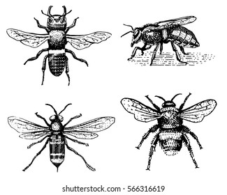 Set of bee engraved vintage hand drawn in scratchboard style.