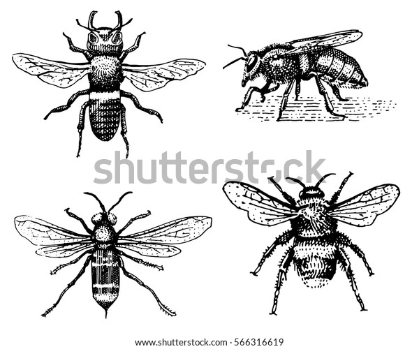 Set Bee Engraved Vintage Hand Drawn Stock Vector (Royalty Free) 566316619