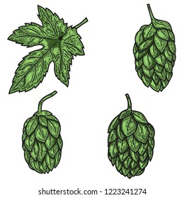 Set of beer hop illustrations in engraving style. Design element for logo, label, emblem, sign, poster. Vector illustration