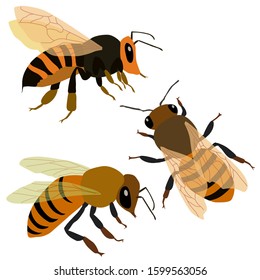 set of bees, colored drawings, isolate on a white background