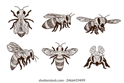 Set of bees from different angles. Side, front, top. Monochrome line art sketch