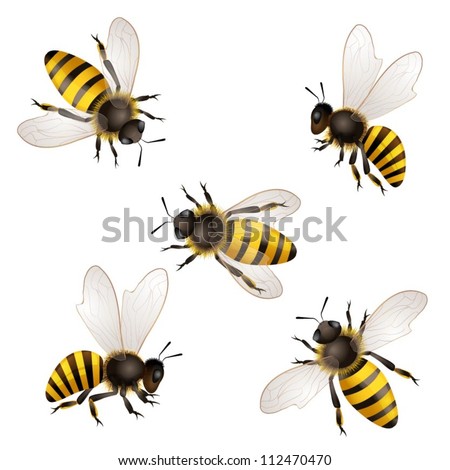 Set of bees  isolated on white