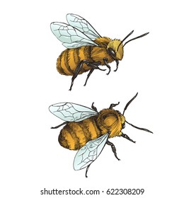 Set of bees. Vector hand drawn illustration of insect. Natural element for graphic design