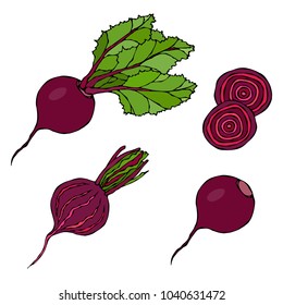 Set of Beet - Beetroot with Top Leaves and Half of Beet, Beet Without Leaves, Cut Beet Round Slices. Fresh Vegetable Salad. Hand Drawn Vector Illustration. Savoyar Doodle Style.