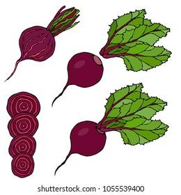 Set of Beet - Beetroot with Top Leaves and Half of Beet, Beet With Separated Leaves, Cut Beet Round Slices. Fresh Vegetable Salad. Hand Drawn Vector Illustration. Savoyar Doodle Style.