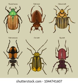 Set of beetle illustrations