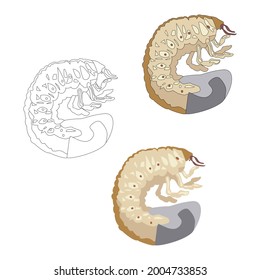 Set of beetle larva painted with and without strokes for coloring