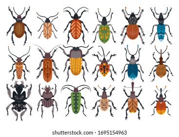 Conjunto de escarabajos aislados sobre fondo blanco. Colección de lindos insectos de dibujos animados. Bugs diferentes