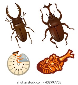 Set of beetles and stag beetles