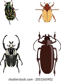 Set of Beetles vector illustration