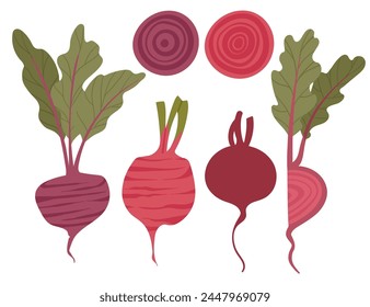 Set of beetroot with green leaves tasty sweet vegetable vector illustration isolated on white background