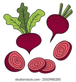 Set beets flat. Harvest ripe vegetables garden. Sliced beetroot. Hand drawn vector doodle illustration.