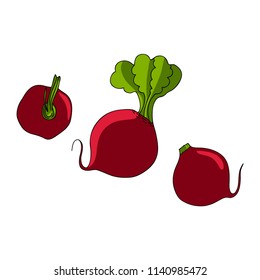 set of beets. Vector illustration isolated on white background