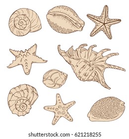 Set of beige seashells on white background. Hand lettering. Hand drawn vector illustration.