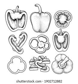 Satz von Glockenpfeffer handgezeichnet Elemente botanische Illustration