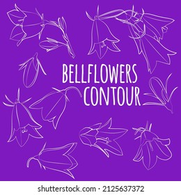 Set of bellflowers, leaves and flowers, linear, outline only, no fill. Vector graphics