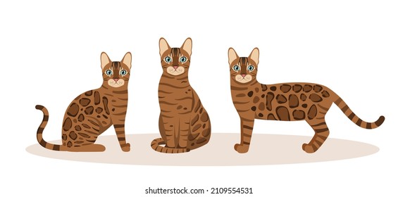 A set of Bengal cats on a white background. Cartoon design.
