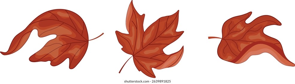 set of bent leaves from a hardwood tree, namely from a maple tree, for Canada Day or autumn designs
