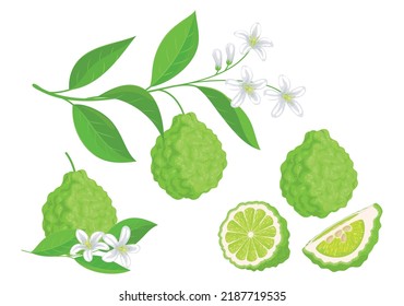 Conjunto de ilustraciones vectoriales botánicas de bergamot aisladas. Tubo y corte de fruta Bergamot, hojas y flores de fruta, rama floreciente. Citrus bergamia. Objeto, signo, símbolo, elemento de diseño