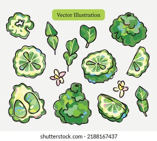 Conjunto de Ilustración de Vectores Aislados de Mano de Cítricos Bergamot. Formas de corte de papel de moda y acuarela lineal - como elementos gráficos. Perfecto para empaque de alimentos, marca cosmética, diseño textil
