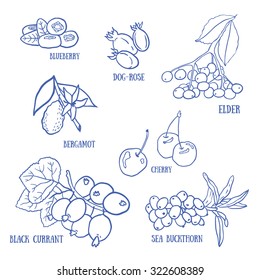 Set of  berries  for autumn beverages. Vector hand drawn illustration.