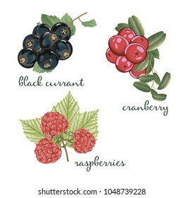 Set of berries. Black Currant, Cranberry and Raspberry. Vector illustration