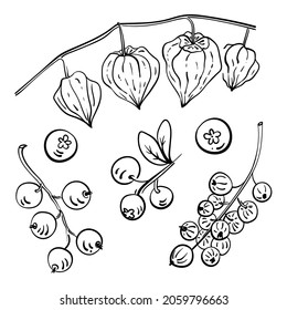 Set of berries branches. Black line sketch collection isolated on white background. Doodle hand drawn fruits. Vector illustration