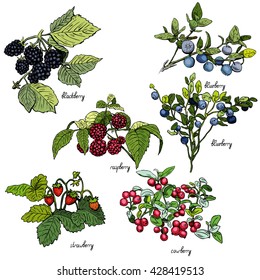 Set of berries, color