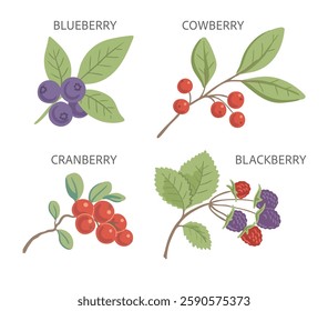 Set with berries. Cowberries, blueberries, blackberries and cranberries. Ingredient with vitamins for cooking and dessert. Natural food. Plants and nature. Vector illustration