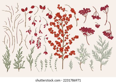 Set with berries and evergreens. Botanical vector illustration.