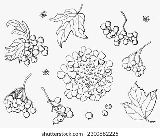 A set of berries and flowers of viburnum. Line art. White background, isolate. Vector illustration.