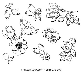 Set of berries and flowers of wild rose. On a branch, with leaves, an open bud, a whole and half a berry. Line art. Stock illustration. Isolated white.