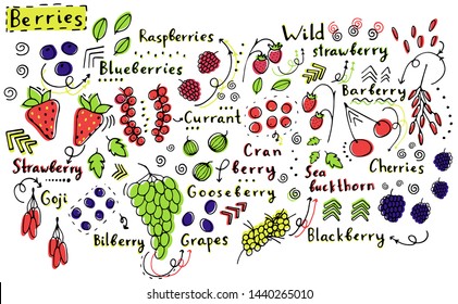 
set of berries. Forest and field berries. Fruit, bones. Vector doodle Watercolor effect. illustrations for natiral food store