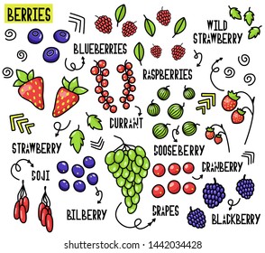 set of berries. Forest and field berries. Fruit, bones. illustrations for natiral food store.