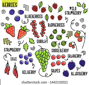 set of berries. Forest and field berries. Fruit, bones. Vector doodle Watercolor effect. illustrations for natiral food store