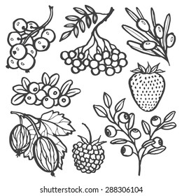 Set of berries. Hand drawn vector illustration.