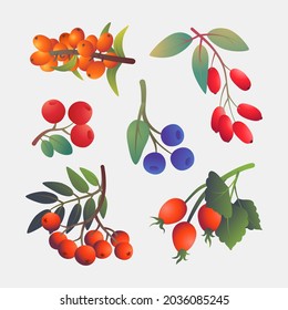 Set of berries isolated on a light background. Vector illustration in flat style. Rowan, blueberry, cranberry, barberry, sea buckthorn