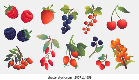 Set of berries isolated on a light background. Vector illustration in flat style. Rowan, blueberry, cranberry, barberry, sea buckthorn, strawberries, cherries, currants, raspberries, blackberries