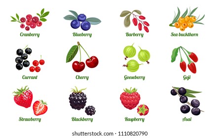 Set of berries isolated on white background. Raspberry, Blackberry, Strawberry, Gooseberry, Cherry, Currant, Sea buckthorn, Blueberry, Cranberry, Acai, Goji, Barberry. Vector flat illustration.