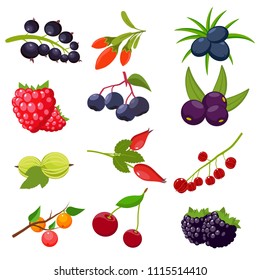 Set berries isolated on white background: currant, cherry, raspberries, rowan, gooseberry, dogrose, blackberry, goji, juniper. Vector illustration