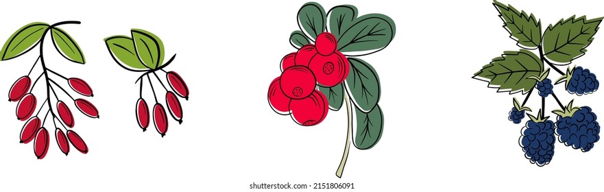 Set of berries isolated on white background. Raspberry, Blackberry, Strawberry, Blueberry, Cowberry. Vector flat illustration.